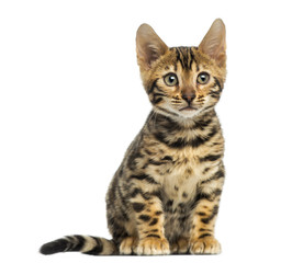Front view of a Bengal kitten sitting, 3 months old