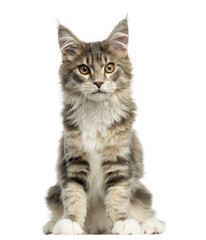 Front view of a Maine Coon kitten sitting, looking at the camera