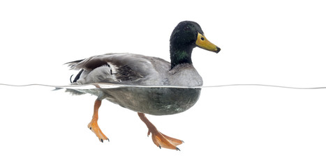 Mallard floating on the water, Anas platyrhynchos