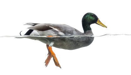 Obraz premium Side view of a Mallard floating on the water, Anas platyrhynchos