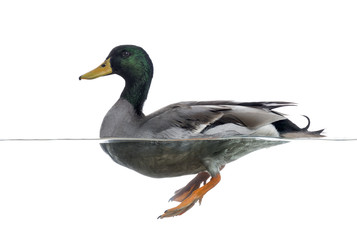 Side view of a Mallard floating on the water, Anas platyrhynchos