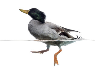 Side view of a Mallard floating on the water, Anas platyrhynchos