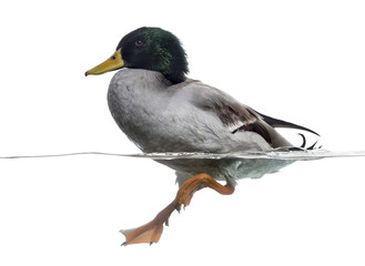 Side view of a Mallard floating on the water, Anas platyrhynchos