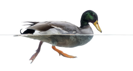 Side view of a Mallard floating on the water, Anas platyrhynchos