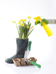 gardening concept with a person watering spring flowers