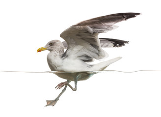 Side view of an European Herring Gull landing on the water