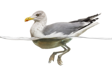 Naklejka premium European Herring Gull floating in the water, Larus argentatus