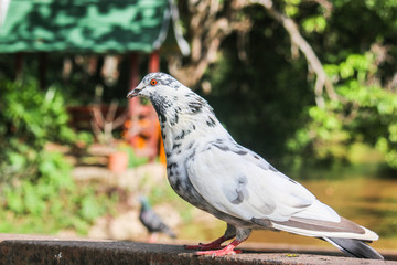 Pigeons