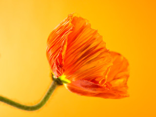 poppy close up (150)