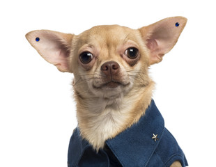 Close-up of a dressed-up Chihuahua wearing earrings