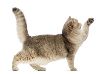 Side view of a British shorthair pawing up, isolated on white