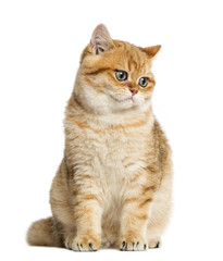 British shorthair sitting, looking down, isolated on white