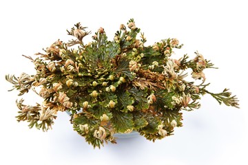 Rose of Jericho (Selaginella lepidophylla), False