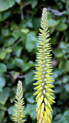 Aloe vera flowers