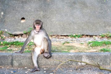 Hong Kong monkey with something stuck its throat