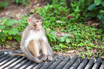 Wild Rhesus Macaque at Kam Shan County Park, Hong Kong