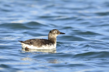 Spectacled Guillemot