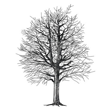 tree hand - drawn