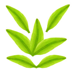 Green tea leaves in different position on a white background.