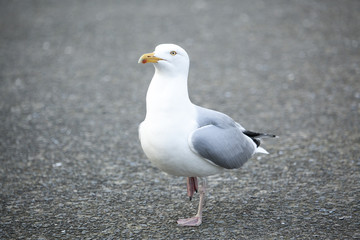 Herring Gull
