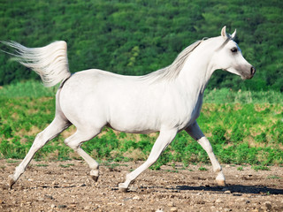 Obraz na płótnie Canvas white arabian stallion in motion at freedom