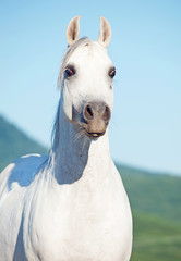 portrait of white arabian stallion
