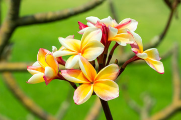 Plumeria flower, Beautiful yellow and pink inflorescence.