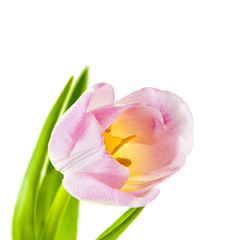 Pink Tulip