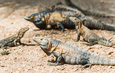 Iguana