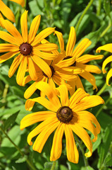 Beautiful yellow rudbeckia flower in the flowerbed