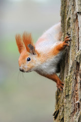 Red squirrel