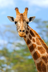 Fototapety  Giraffe