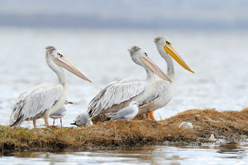 Pelican