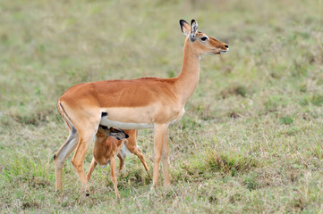 Baby impala with his mother - obrazy, fototapety, plakaty
