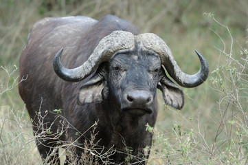 Naklejka premium Buffalo