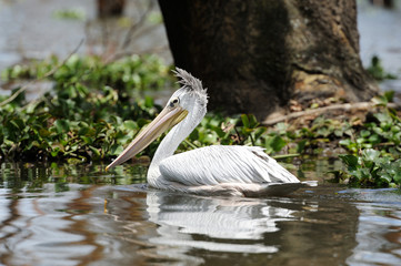 Pelican