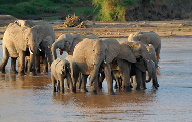 Obraz premium Elephant