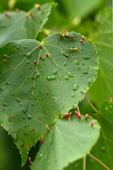 Schadbild der Lindengallmilben an Lindenblättern