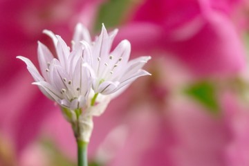 Fototapeta na wymiar Schnittlauchblüte / Allium schoenoprasum