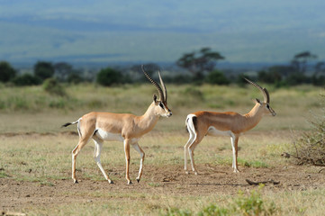 Impala
