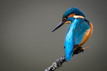 Naklejka premium Wielka Brytania Wild Kingfisher