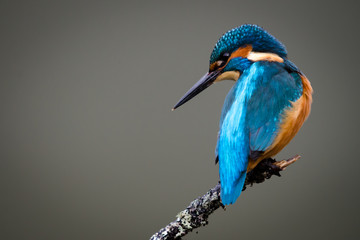 UK Wild Kingfisher