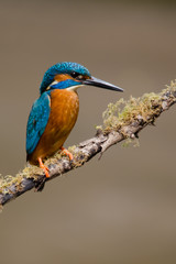 UK Wild Kingfisher