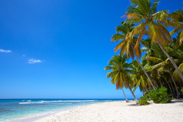 Paradise white sand beach with palms in tropical island