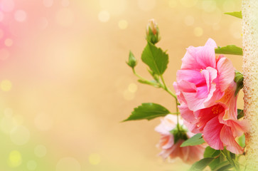 Delicate hibiscus flower background, pink floral backdrop with copy space