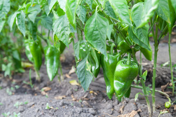 green organic peppers growing in the garden