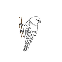 Hand drawn bird on a twig