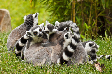 Kattas (Lemur catta)