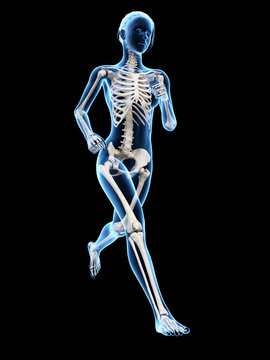 woman running - visible anatomy of the skeleton