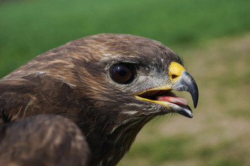Ratonero común, Buteo buteo